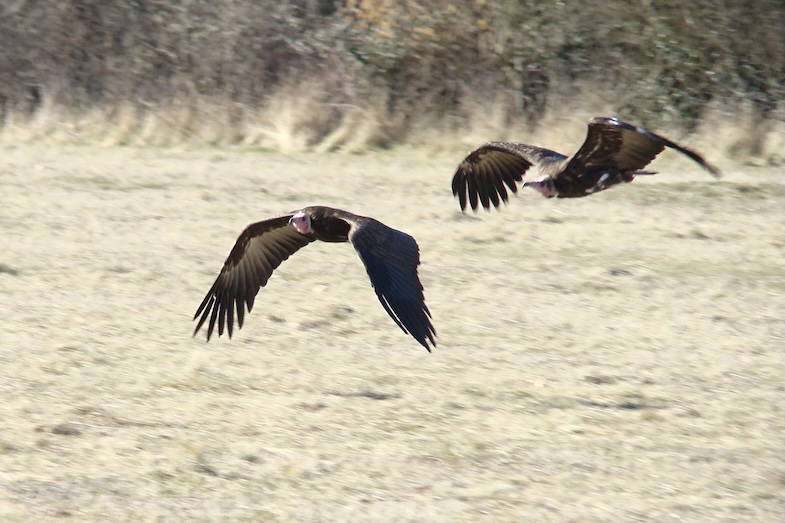 slender-billed vulture